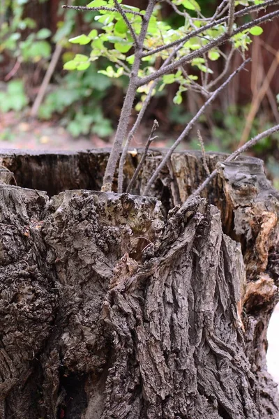 Un tronc d'arbre. Ecorce de bois fond. Texture écorce d'arbre. Nature — Photo