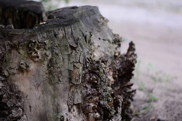 Old wooden stump. Tree stump background. Tree bark texture