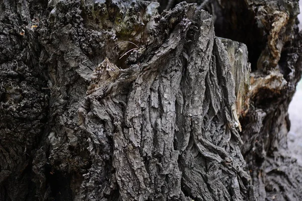 Fond d'écorce en bois. Vieille écorce d'arbre texture — Photo