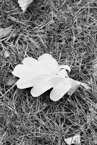 Foglia di quercia nell'erba. Sfondo autunnale. Foto verticale in bianco e nero — Foto Stock