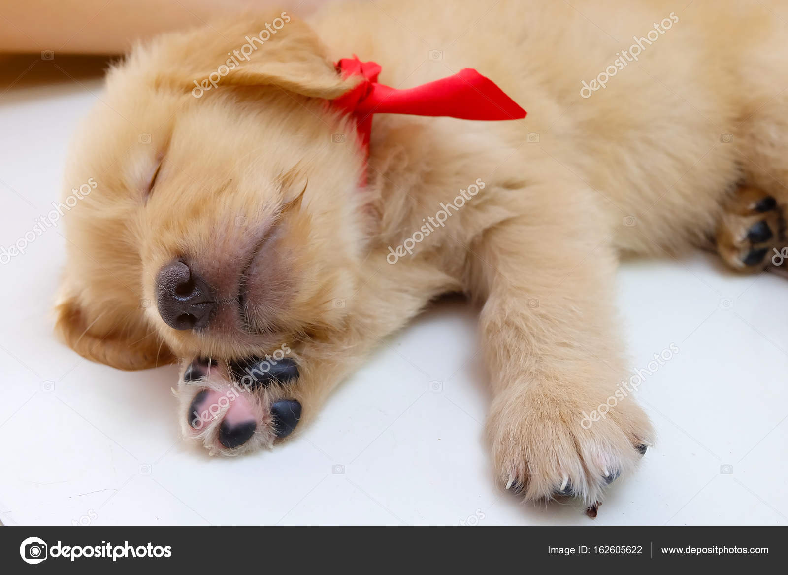 https://st3.depositphotos.com/8416928/16260/i/1600/depositphotos_162605622-stock-photo-cute-sleeping-dog.jpg