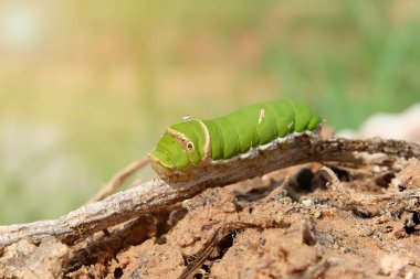 Dalda yeşil tırtıl