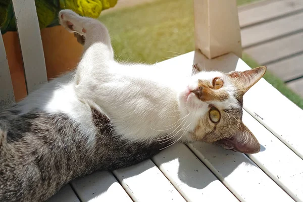 Tailandés gato mintiendo —  Fotos de Stock