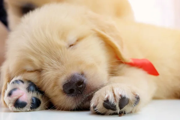 Симпатичная спящая собака — стоковое фото