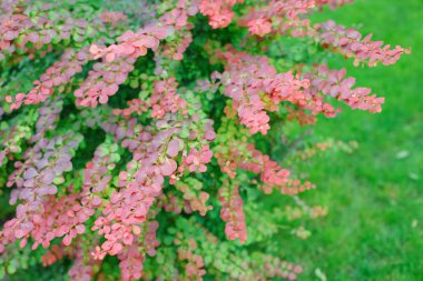 Summer Thunbergs kızamık (Berberis thunbergii 