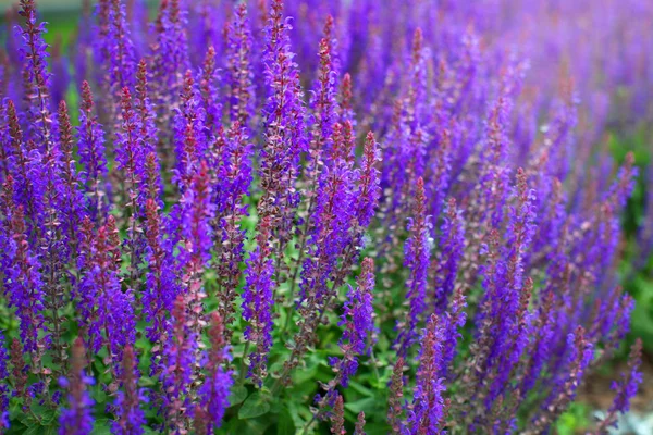 Salvia, salvia bloomig textura, fondo — Foto de Stock