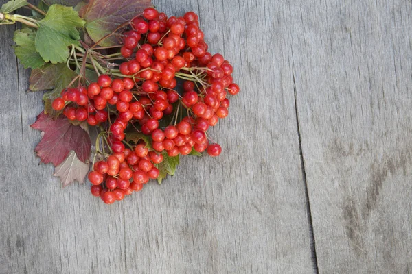 Vermelho maduro Viburnum, kalina no outono em fundo de madeira — Fotografia de Stock