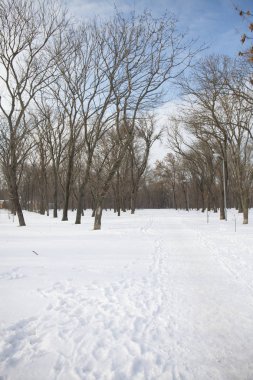 - Rusya. Rostov-on-Don, Tchykovskiy Parkı, Kış, 2018