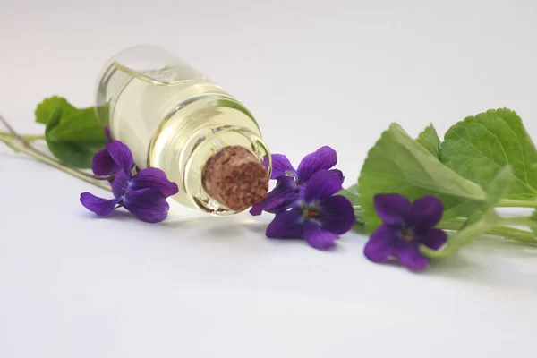 Viola odorata oil (Sweet Violet, English Violet, Common Violet, or Garden Violet) with fresh Viola odorata flowers, selective focus on white background — Stock Photo, Image