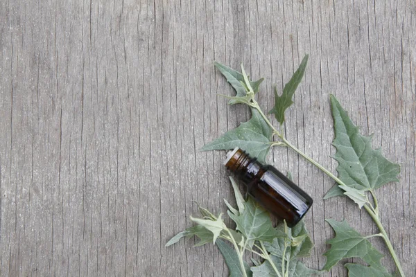 Atriplex extract (infusion, oil, remedy, tincture) glass bottles with fresh Atriplex leaves on wooden background — Stock Photo, Image