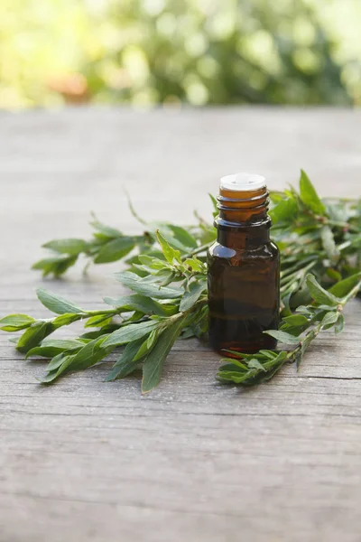Polygonum aviculare essential oil (infusion, extract, tincture, remedy) jar on wooden and greenery background — Stock Photo, Image