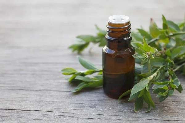 Polygonum aviculare essential oil (infusion, extract, tincture, remedy) jar on wooden and greenery background — Stock Photo, Image