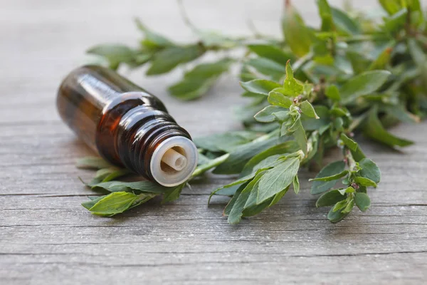 Polygonum aviculare essential oil (infusion, extract, tincture, remedy) on wooden background — Stock Photo, Image