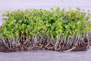 Filizlenmiş fesleğen tohumu, mikro yeşiller.