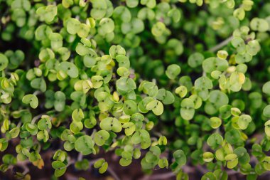 Filizlenmiş fesleğen tohumu, mikro yeşiller.