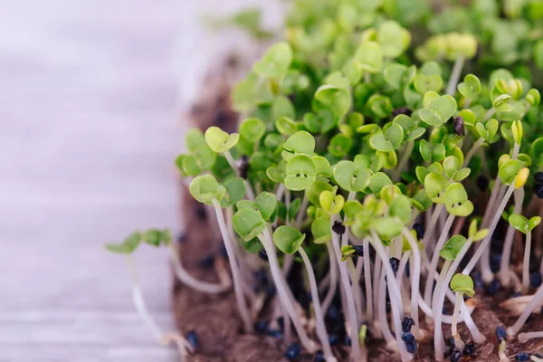 sprouted basil seeds, micro-greens