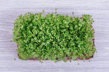 mikro yeşillik ve brokoli tohumları.