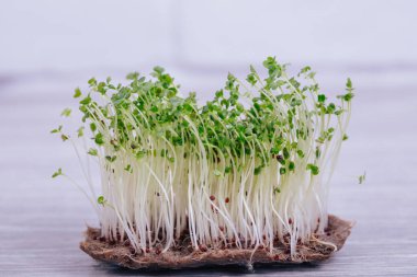 mikro yeşillik ve brokoli tohumları.