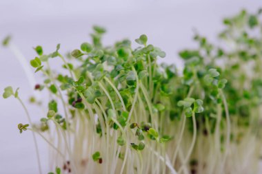 mikro yeşillik ve brokoli tohumları.