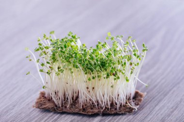 mikro yeşillik ve brokoli tohumları.