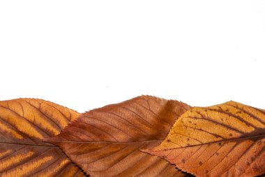 Çürüyen Yaprakların Çürüyen Arkaplanının Makro Yakın Çekimi