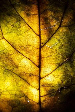 Çürüyen Yaprakların Çürüyen Arkaplanının Makro Yakın Çekimi