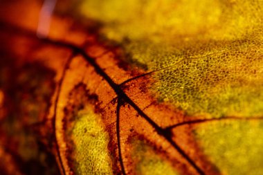 Çürüyen Yaprakların Çürüyen Arkaplanının Makro Yakın Çekimi