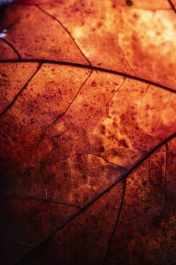 Çürüyen Yaprakların Çürüyen Arkaplanının Makro Yakın Çekimi