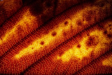 Çürüyen Yaprakların Çürüyen Arkaplanının Makro Yakın Çekimi