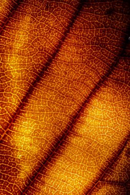 Çürüyen Yaprakların Çürüyen Arkaplanının Makro Yakın Çekimi