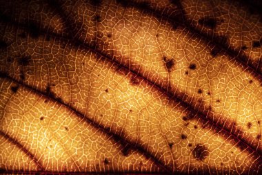 Çürüyen Yaprakların Çürüyen Arkaplanının Makro Yakın Çekimi