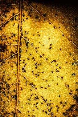 Çürüyen Yaprakların Çürüyen Arkaplanının Makro Yakın Çekimi