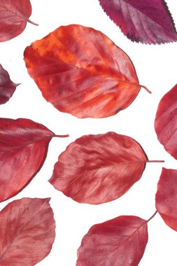 Kış Ölü Yaprakları Sınır Arkaplanı İçin Yapraklar