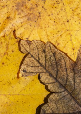 Kış Ölü Yaprakları Sınır Arkaplanı İçin Yapraklar