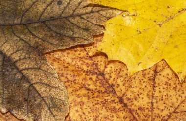 Kış Ölü Yaprakları Sınır Arkaplanı İçin Yapraklar