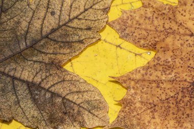 Kış Ölü Yaprakları Sınır Arkaplanı İçin Yapraklar