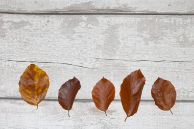 Kış Ölü Yaprakları Sınır Arkaplanı İçin Yapraklar