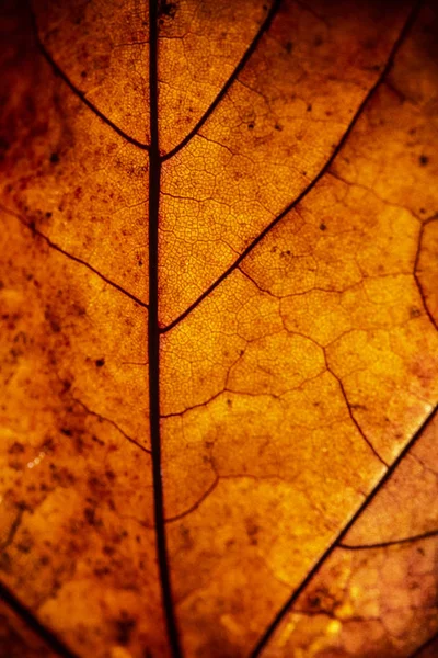 Macro Close Winter Fallen Leaf Rotting Abstract Background — ストック写真