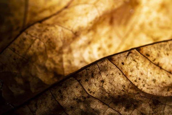 Macro Gros Plan Une Feuille Tombée Hiver Pourrissant Fond Abstrait — Photo