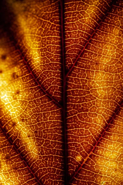 Macro Close Winter Fallen Leaf Rotting Fundo Abstrato — Fotografia de Stock