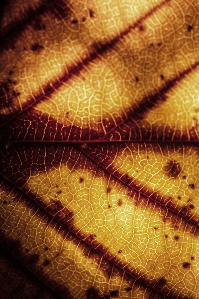 Macro Close Winter Fallen Leaf Rotting Fundo Abstrato — Fotografia de Stock