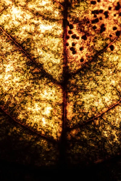 Makro Närbild Vinter Fallna Blad Ruttna Abstrakt Bakgrund — Stockfoto