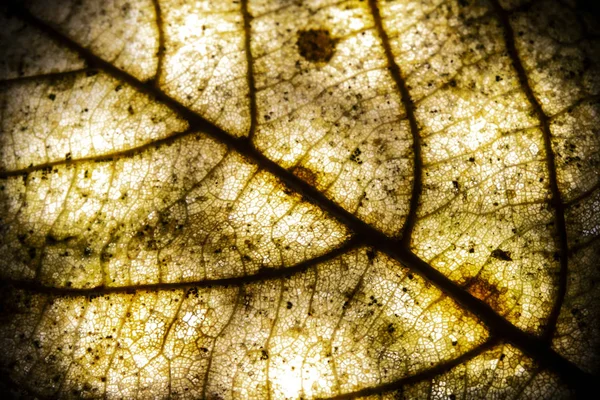 Macro Close Winter Fallen Leaf Rotting Fundo Abstrato — Fotografia de Stock