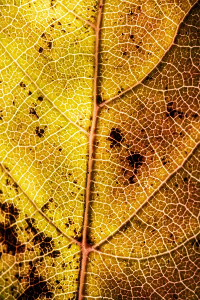 Macro Gros Plan Une Feuille Tombée Hiver Pourrissant Fond Abstrait — Photo