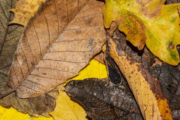 Hojas Muertas Invierno Para Fondo Fronterizo — Foto de Stock