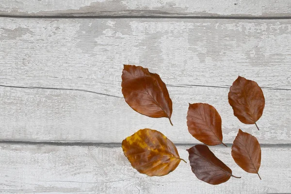 Folhas Mortas Inverno Para Fundo Fronteira — Fotografia de Stock