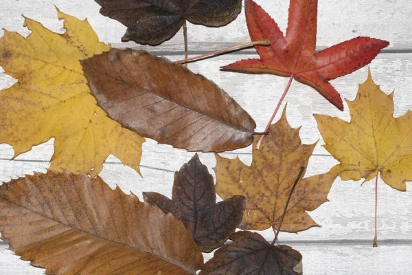 Hojas Muertas Invierno Para Fondo Fronterizo — Foto de Stock