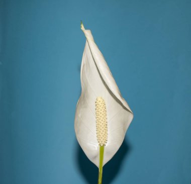 Mavi Arkaplanda Çiçekli Beyaz Barış Çiçeğinin Kapanışı