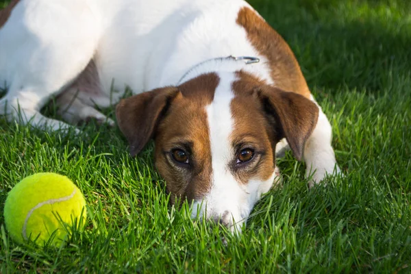 Hund auf dem Gras Stockbild