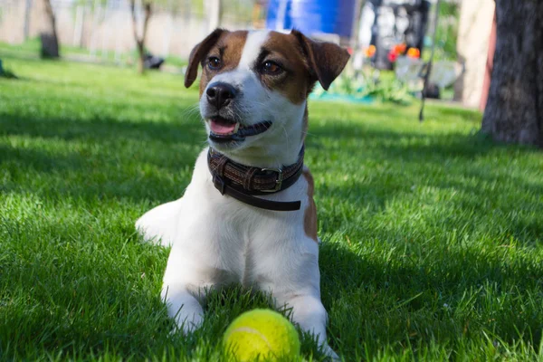 Tenis topu ile oynayan köpek